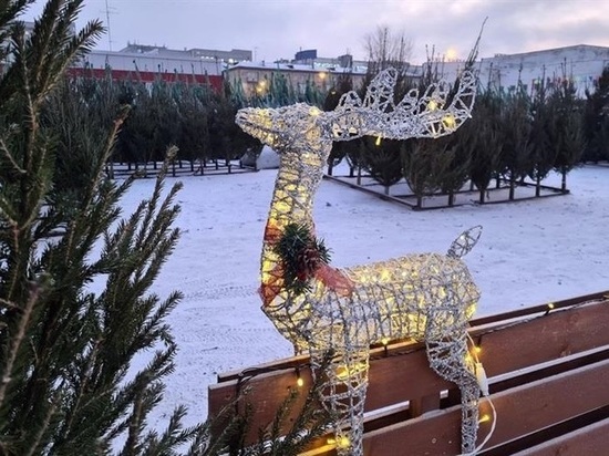В центре Красноярска открыли первые елочные базары