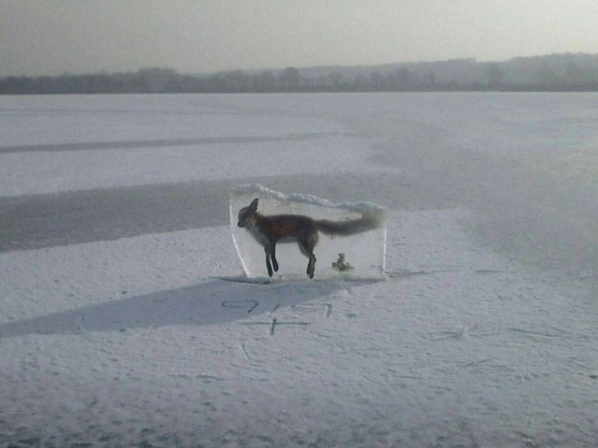 Инсталляция с лисой, вмерзшей в лед, шокировала интернет-пользователей