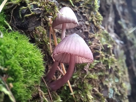 В Тульской области найден редкий пурпурный гриб