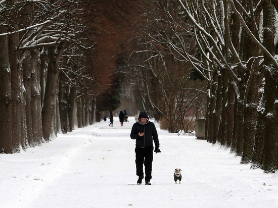 Штрафы за неубранные фекалии собак на улицах Петербурга могут увеличить в шесть раз