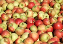 Глава Минсельхоза Молдавии Владимир Боля в эфире телеканала TV8 заявил, что экспорт молдавских яблок в Россию рухнул более чем на 50% в текущем году