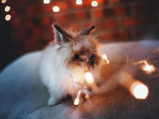 Жертва праздника: почему кролики, подаренные псковичам на Новый год, рискуют оказаться на улице