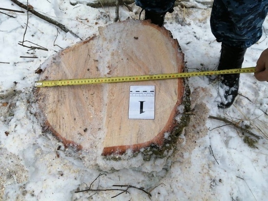 В Смоленских лесах хвойные насаждения находятся под усиленным наблюдением