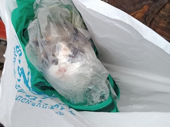 В Тамбове неизвестный мужчина оставил на заборе приюта пакет с кошкой – она еле жива