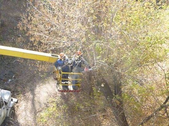 В Омске заседания городской комиссии по озеленению закрытыми не будут