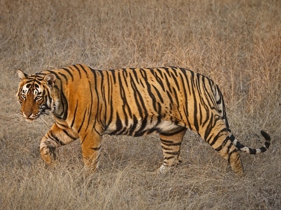 Отправившийся в туалет индиец попал в пасть тигра и погиб