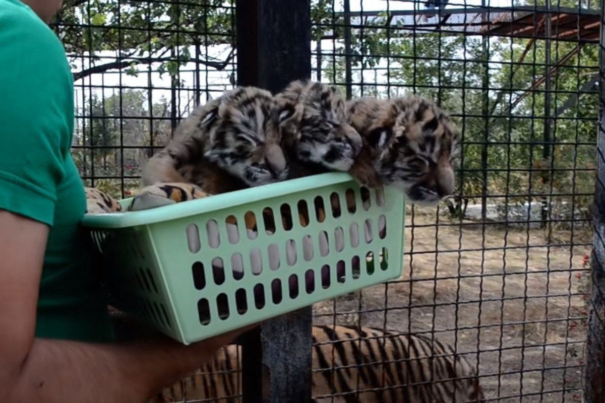 нашли тигренка