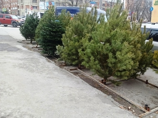 В Пензе организовали проверки елочных базаров