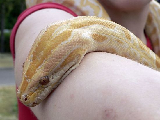 Ученые университета Аделаиды обнаружили, что у змей есть клитор