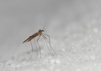 Как сообщают специалисты Приокско-Террасного заповедника, расположенного под Серпуховом, зимой, как и летом, тоже можно встретить комаров