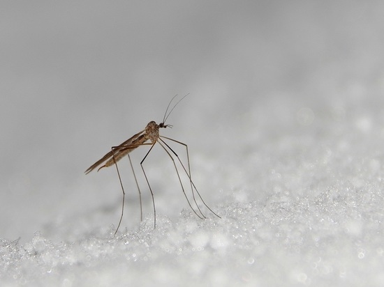 Зимних комаров можно встретить в лесах под Серпуховом