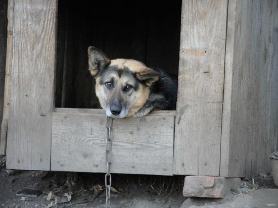 Собака умерла от бешенства в курганском селе