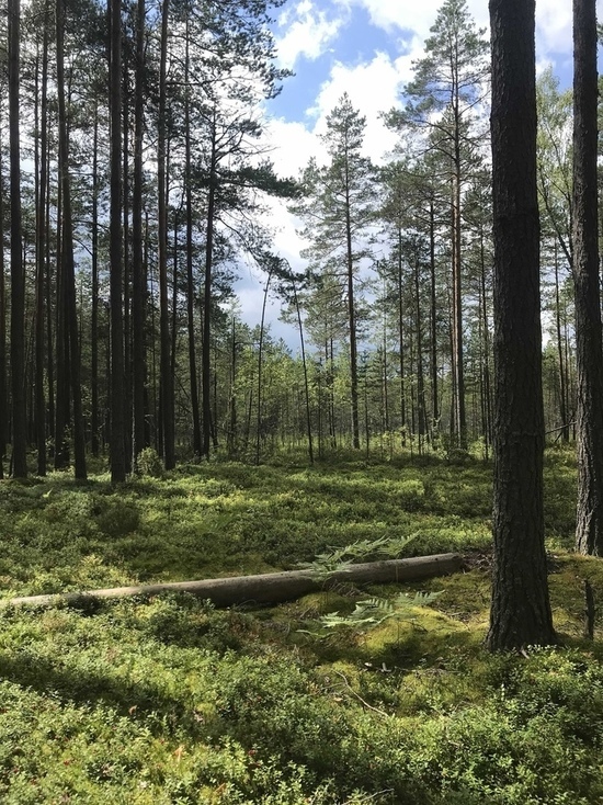 Житель Тверской области заплатил два миллиона рублей за незаконную вырубку леса