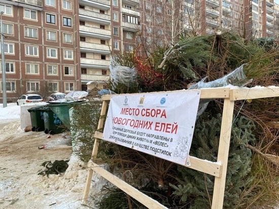 Пункты переработки новогодних елок предложили открыть во всех регионах России
