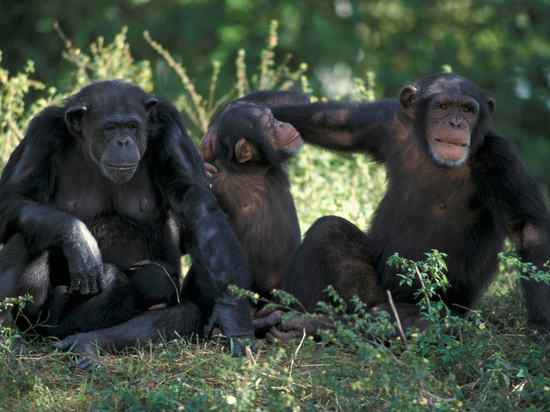Шведские правоохранители застрелили трех сбежавших из зоопарка шимпанзе