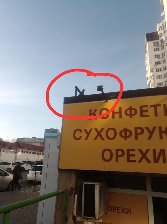 Новороссийские спасатели достали из вентиляции голубя