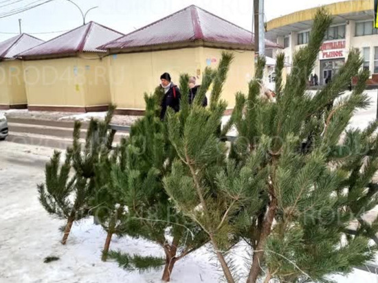 В Липецке открылись елочные базары