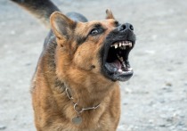 Проблема агрессивных и голодных бродячих собак для Дно, города, находящегося в 113 километрах от Пскова, не нова