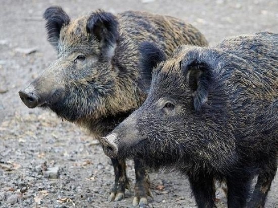 В Орловской области обнаружили ещё одну поражённую африканской чумой свиней территорию