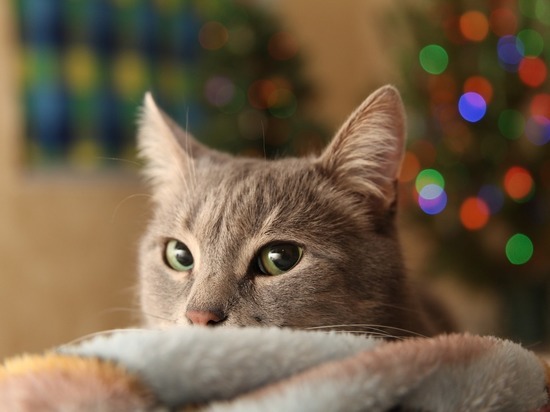 Зоопсихолог рассказала, как защитить новогоднюю елку от нападок кота