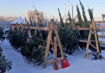 После 15 декабря в Барнауле начали открываться елочные базары