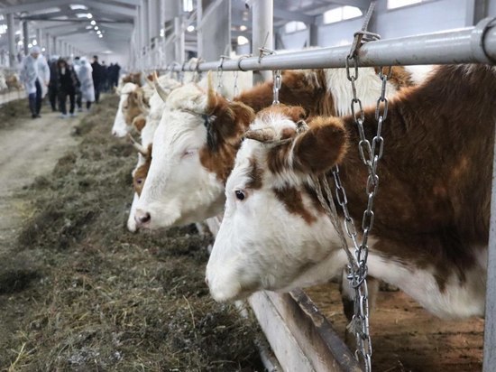 В Таттинском районе Якутии ввели новый животноводчеcкий комплекс