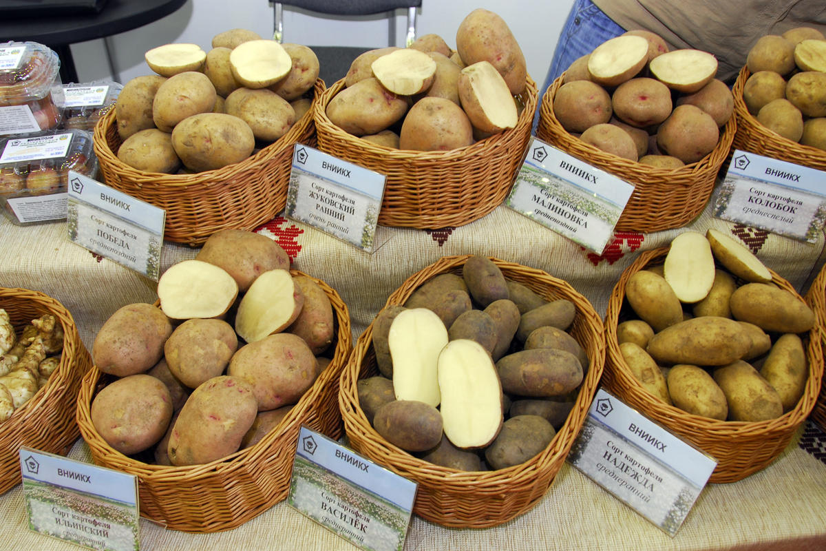 Сорта картофеля для пензенской области с фото