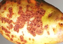 Парша картофеля проявляется в виде язвочек и наростов на клубнях