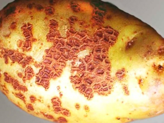 Эксперт рассказал, как эффективно бороться с паршой картофеля