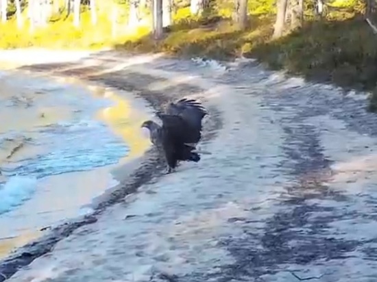 Орлан-белохвост всматривался вдаль, не замечая видеоловушку заповедника Карелии