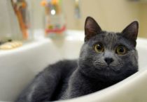 В Дании умер 33-летний мужчина после укуса кошки