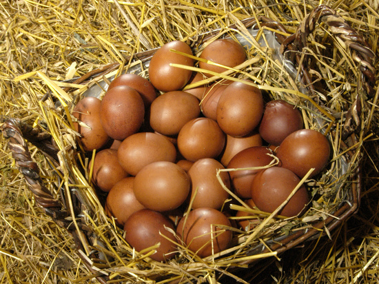 Ученые предложили, как определить, сколько в яйце «химии»