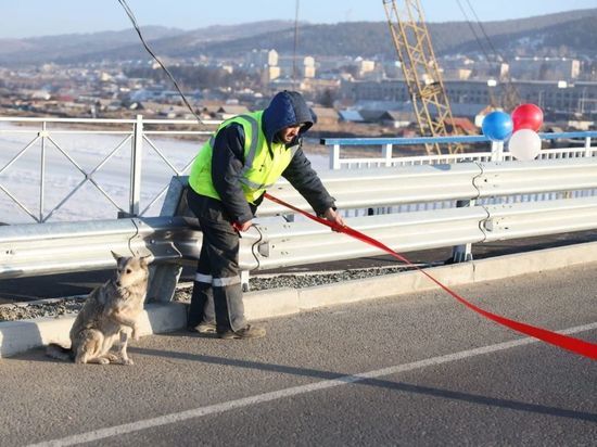 Прибившуюся к строителям моста в Дарасуне дворнягу Жулю заберут в Красноярск