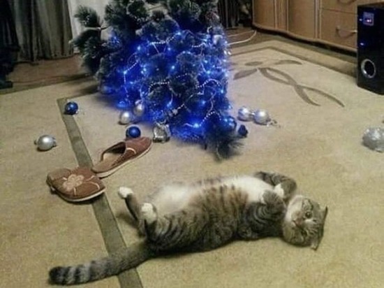 Простые способы подружить кота и елку