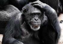 Сотрудники зоопарка в Фурувике на востоке Швеции застрелили четырех шимпанзе, сбежавших из своих вольеров