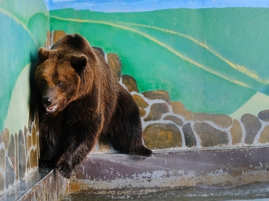 В зоопарке Липецка медведи Миша и Маша ушли в спячку до апреля
