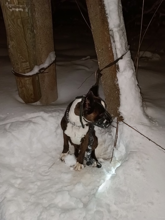 В Тверской области собаку привязали к столбу и бросили на морозе