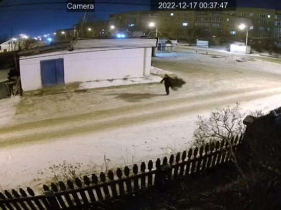 В Красноярске появились елочные воришки