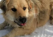 На лыжной базе на Высокогорье в Чите нашли мёртвыми двух местных чипированных собак