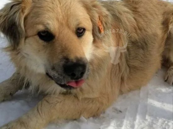Двух чипированных собак убили на лыжной базе на Высокогорье в Чите