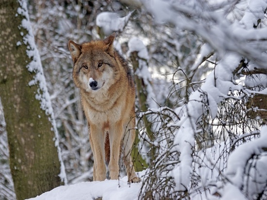Охотники добыли более 60 волков, держащих жителей Карелии в страхе
