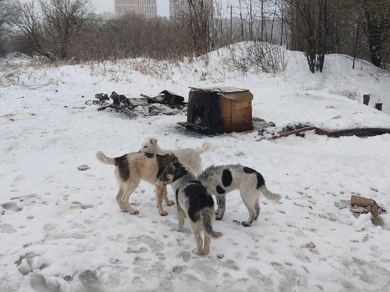 На улице Зубковой в Рязани пытались заживо сжечь бездомных собак