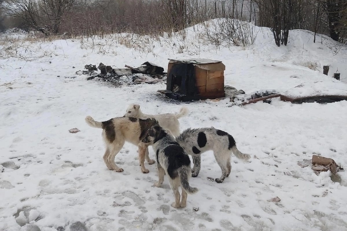 На улице Зубковой в Рязани пытались заживо сжечь бездомных собак - МК Рязань