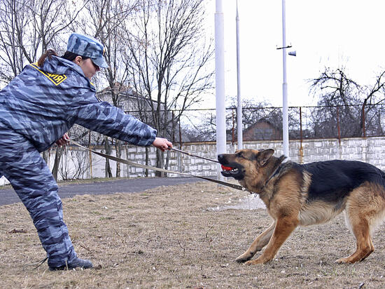Рейд по местам новогодних гуляний устроят полицейские кинологи в Коломне