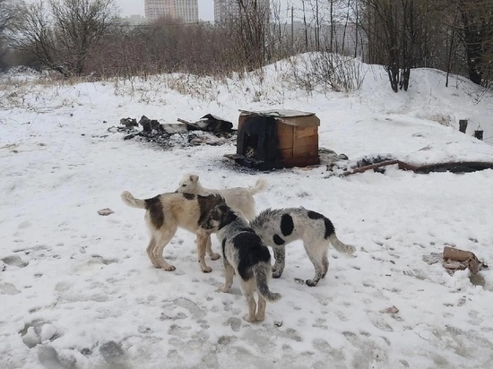 Полиция начала проверку по факту попытки поджога будки с собаками в Рязани