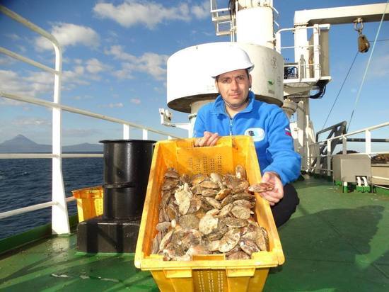 Ученые оценят запасы морских гребешков у Северных Курил