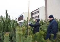Жители Белгорода могут купить новогоднее дерево на одном из 35 елочных базаров