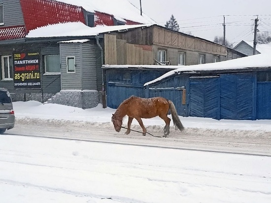 Лошадь отвязалась и ушла от хозяев в частном секторе Новосибирска