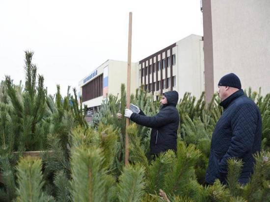 В Белгороде до конца декабря будут работать 35 елочных базаров