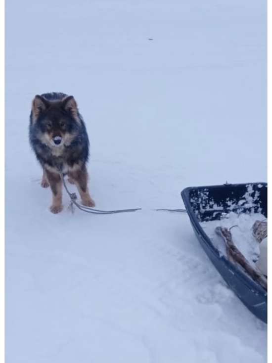В Якутии собака помогла спасти своего хозяина